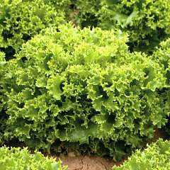 Salad Bowl Lettuce seed  Lactuca sativa